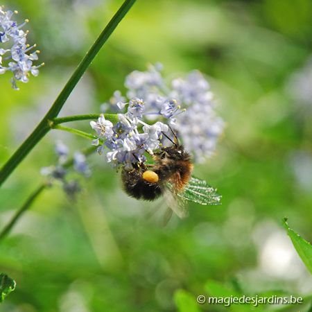 Un jardin pour les abeilles Un jardin pour les abeilles